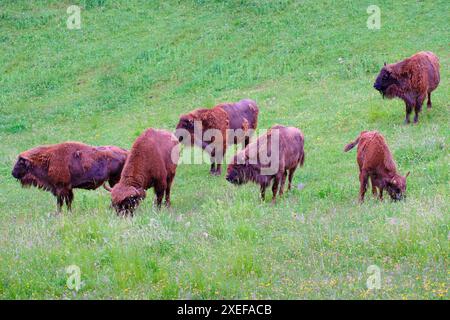 Gruppo europeo di bisonti che pascolano in una prateria Foto Stock