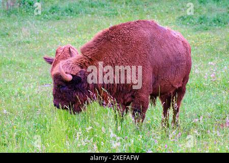 Bisonte europeo che pascolano in una prateria Foto Stock