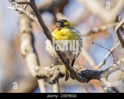 Maschio eurasiatico, nome latino spinus spinus, seduto su ramo d'albero. Simpatico songbird giallo. Uccello nella fauna selvatica. Foto Stock