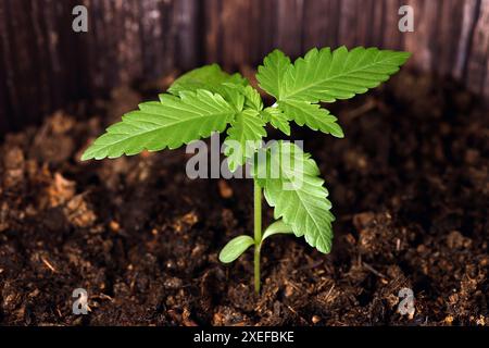 primo piano di una giovane pianta di marijuana, cannabis sativa nel suolo, concetto di coltivazione casalinga della canapa Foto Stock