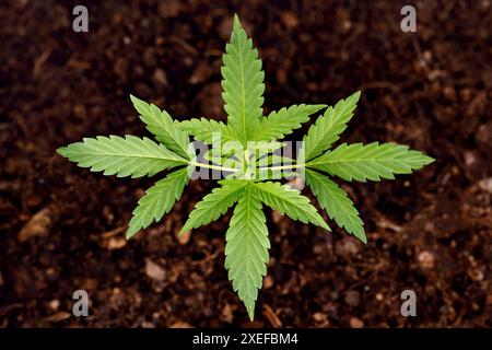 Vista dall'alto delle giovani foglie di canapa di una pianta di cannabis in crescita su terreno marrone sfocato, concetto di marijuana coltivata in casa Foto Stock