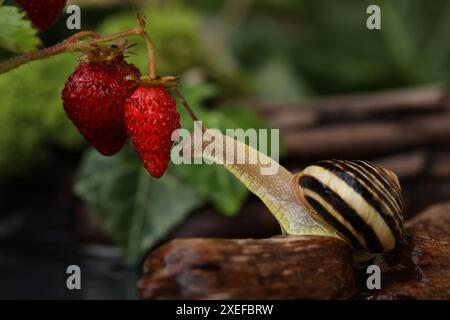 Chiocciola da giardino nel giardino estivo con fragole. Sfondo naturale Foto Stock