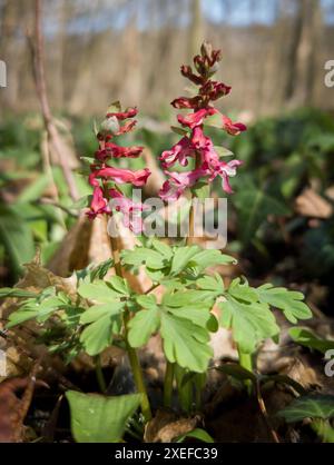 Hollowroot, Corydalis cava Foto Stock