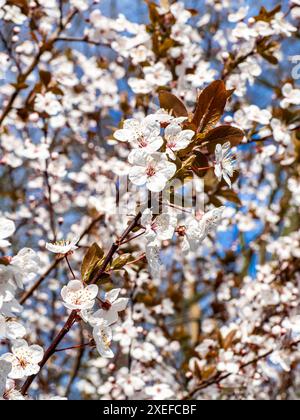 Nel bagliore primaverile di marzo, un ramoscello di Prunus x cistena illuminato dal sole, chiamato anche ciliegio di sabbia a foglia viola o prugna nana a foglia rossa, fiorisce con vivaci fioriture Foto Stock
