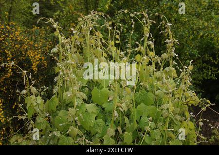 Menispermum canadense, semi di luna Foto Stock