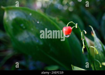 Un primo piano del giglio della valle (Convallaria keiskei) con bacche rosse. Isolato sul nero. Foto Stock