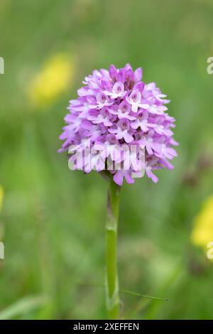 Orchidea piramidale singola, Anacamptis pyramidalis Foto Stock