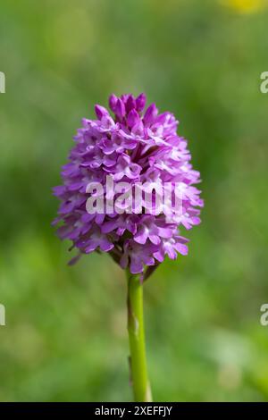 Orchidea piramidale singola, Anacamptis pyramidalis Foto Stock