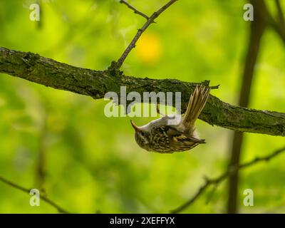 Treecreeper eurasiatico su un ramo di albero, sfondo verde. Foto Stock