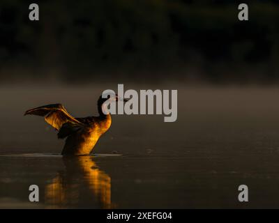 Il grande Crested Grebe si sta preparando per il volo. Foto Stock