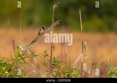 Un comune accatastamento di canne seduto su un mento in uno sfondo di verde. Foto Stock