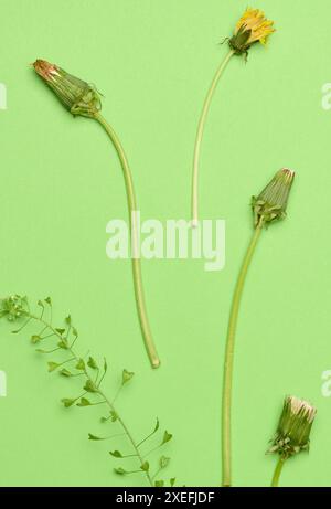 Dente di leone selvatico con gambo su sfondo verde, vista dall'alto. Foto Stock