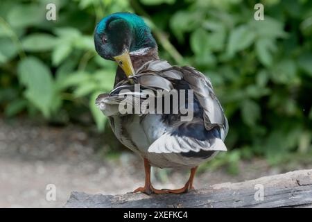 Un maschio adulto, Anas platyrhynchos, primo piano. Preso da esso mentre si gira e prepara le sue piume mentre si trova su un tronco. Foto Stock