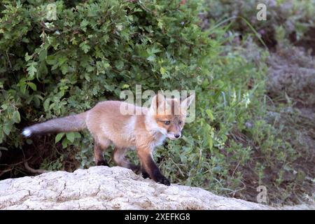 Grazioso cucciolo di volpe rossa nell'habitat naturale (Vulpes vulpes); giovane animale selvatico vicino alla tana Foto Stock