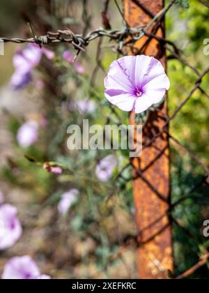 Ritratto di una gloria mattutina messicana rosa pallida (Ipomoea tricolor) che si snoda attraverso una recinzione arrugginita a maglie a catena con sfondo sfocato. Foto Stock