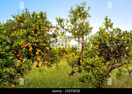 Autentico prato di frutteto biologico, brulicante di limoni e aranci pieni di frutta matura pronta per la raccolta, perfetto per mettere in mostra l'agricoltura. Foto Stock