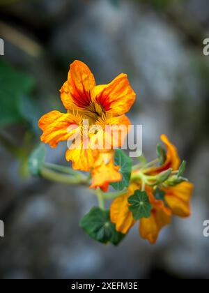 Tropaeolum majus Garden nasturtium fioritura ritratto, pianta erbacea annuale gialla dorata, ideale per scopi culinari e rimedi a base di erbe. Foto Stock