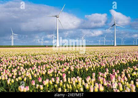 I tulipani vibranti ondeggiano graziosamente in un campo mentre maestosi mulini a vento si ergono alti sullo sfondo, creando una pittoresca scena di Du Foto Stock