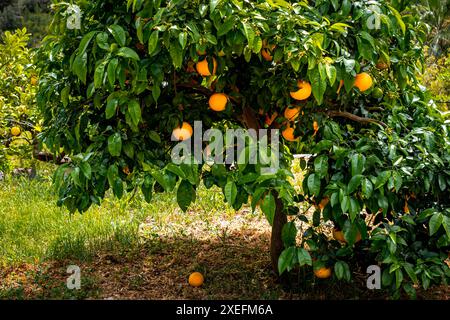 Piccolo arancio a Sóller, Maiorca, con arance mature al sole, che mettono in risalto la frutta fresca e le foglie verdeggianti. Foto Stock