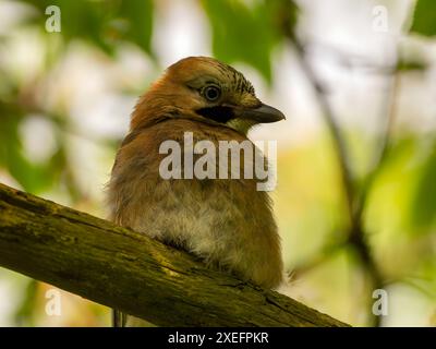 jay eurasiatico su un ramo d'albero, foto ritratto Foto Stock