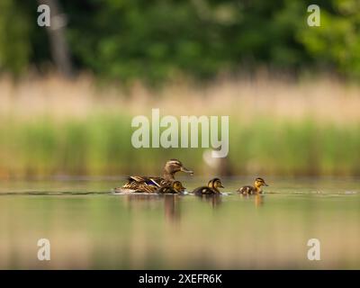 Giovani anatroccoli con la madre che nuotano sull'acqua in un paesaggio verde. Foto Stock