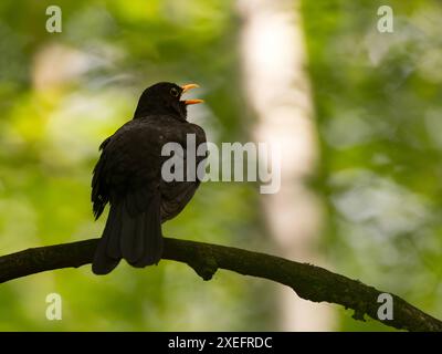 Uccello nero comune seduto su un ramo d'albero, con vegetazione sfocata sullo sfondo. Foto Stock