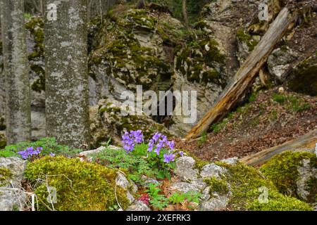 Viola di legno sul sentiero roccioso; Alb svevo; Albstadt-Laufen; germania Foto Stock
