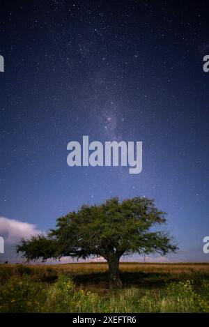 Paesaggio di Pampas fotografato di notte con un cielo stellato, provincia di la Pampa, Patagonia, Argentina. Foto Stock