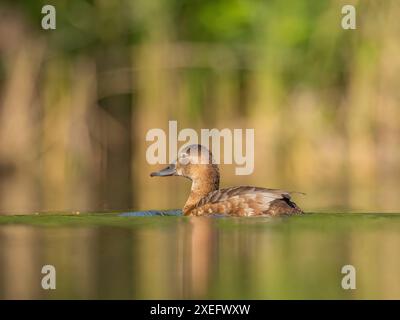 Giovane frutteto comune sull'acqua, fotografie da vicino, paesaggi verdi. Foto Stock