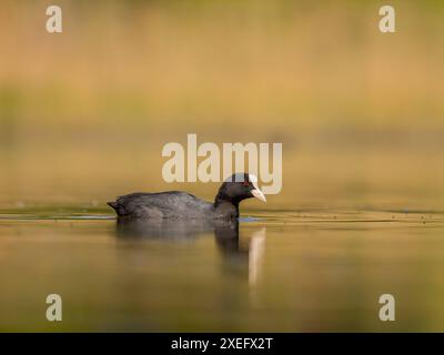 la fossa eurasiatica si è affilata su uno sfondo di acqua e vegetazione. Foto Stock