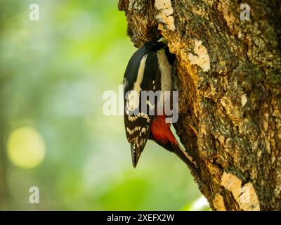 Grande picchio maculato con la testa in una cavità di albero. Foto Stock