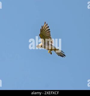 Gheppio comune in volo contro il cielo. Foto Stock