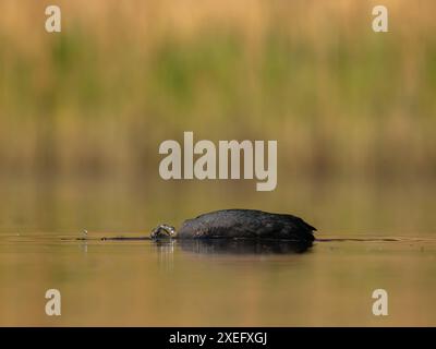 la fossa eurasiatica si è affilata su uno sfondo di acqua e vegetazione. Foto Stock