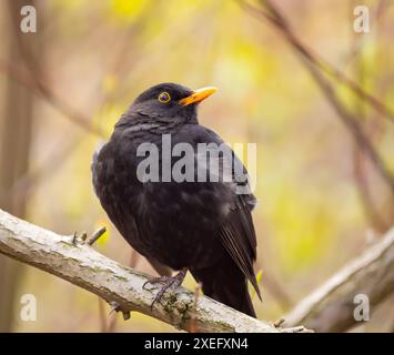 Uccello nero comune seduto su un ramo d'albero, con vegetazione sfocata sullo sfondo. Foto Stock