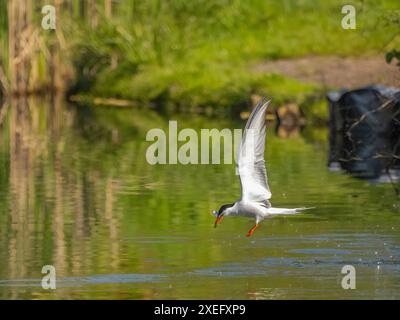 Terna comune in volo con un pesce nel becco. Foto Stock