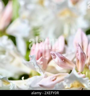 Apertura di splendidi boccioli bianchi di Rhododendron Cunningham nel giardino primaverile. Concetto di giardinaggio Foto Stock