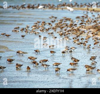 Gli uccelli riposano e si nutrono nella laguna poco profonda Foto Stock