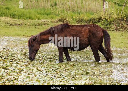 Cavallo etiope emaciato pascolano su un prato paludoso. Regione di Amhara, Etiopia Foto Stock