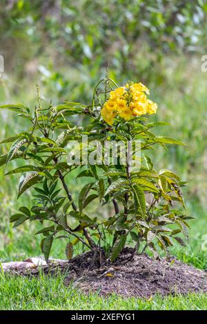 Tecoma stans, Tecoma stans, tromba gialla, campane gialle o anziano giallo. Tocancipa, Cundinamarca, Colombia Foto Stock