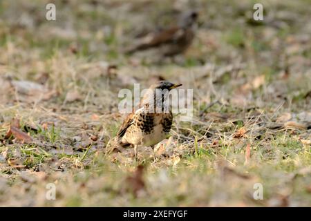 Fieldfare a terra intorno alle foglie secche. Foto Stock