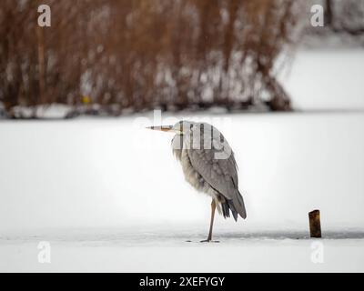 Airone grigio sull'acqua ghiacciata, neve ovunque. Foto Stock