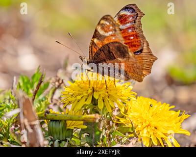 Peacock Butterfly seduta su un'erba gialla. Foto Stock