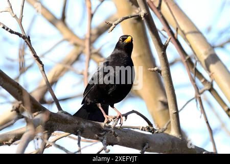 Uccello nero comune seduto su un ramo d'albero, con vegetazione sfocata sullo sfondo. Foto Stock