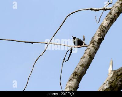 starling comune su un ramo d'albero contro il cielo. Foto Stock