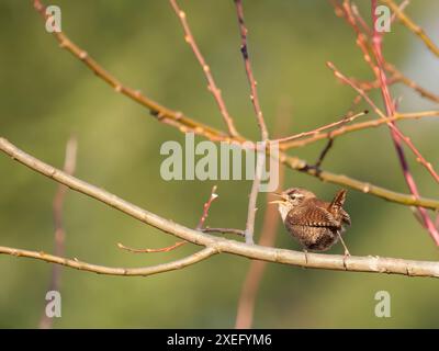 wren eurasiatica sul ramo, sfondo sfocato. Foto Stock