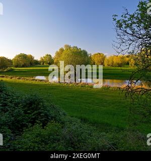 Riserva naturale Uedesheimer Rheinaue alla luce della sera, Neuss, basso Reno, Germania, Europa Foto Stock