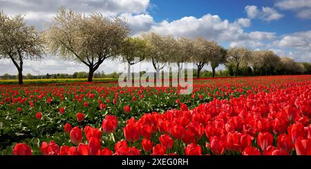 Campo di tulipani con alberi da frutto in fiore, Grevenbroich, Renania settentrionale-Vestfalia, Germania, Europa Foto Stock