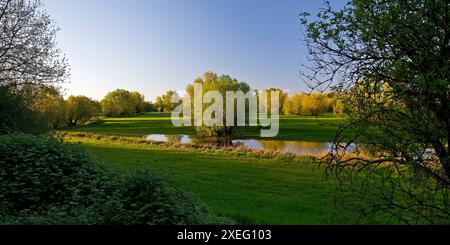 Riserva naturale Uedesheimer Rheinaue alla luce della sera, Neuss, basso Reno, Germania, Europa Foto Stock