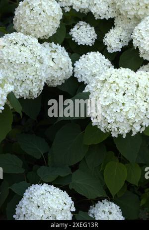 diversi gruppi di ortensie sferiche bianche fiori contro foglie di verde scuro. materiali promozionali per vivai vegetali, siti web o articoli per il giardinaggio, articoli per la casa e riviste di giardinaggio Foto Stock
