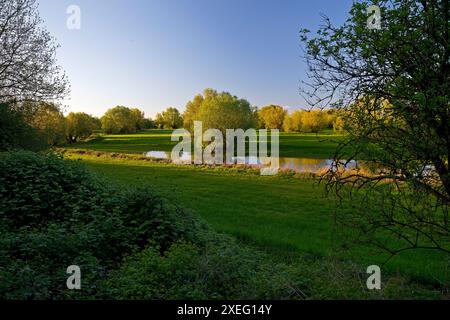Riserva naturale Uedesheimer Rheinaue alla luce della sera, Neuss, basso Reno, Germania, Europa Foto Stock